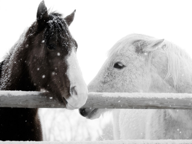 Snow Horses