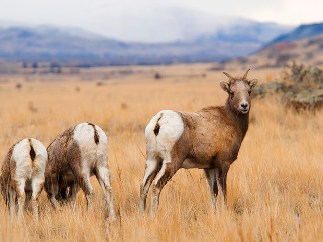 Big Horn Sheep Ewes