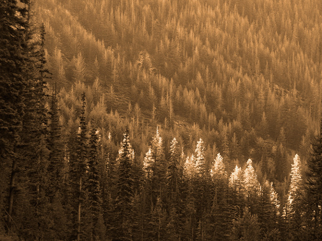Trees In Light