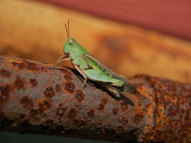 Grasshopper