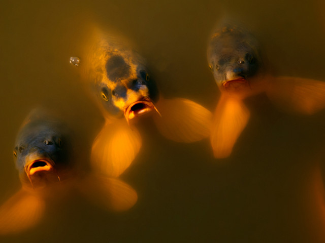 Koi Trio