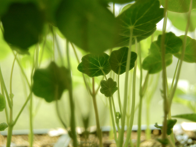 Nasturtium