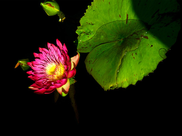 Water Lily